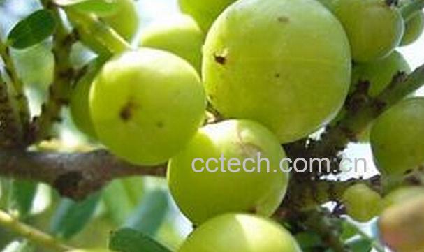 果蔬百科余甘果的功效与作用-0