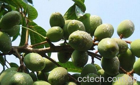 果蔬百科橄榄的功效与作用-0