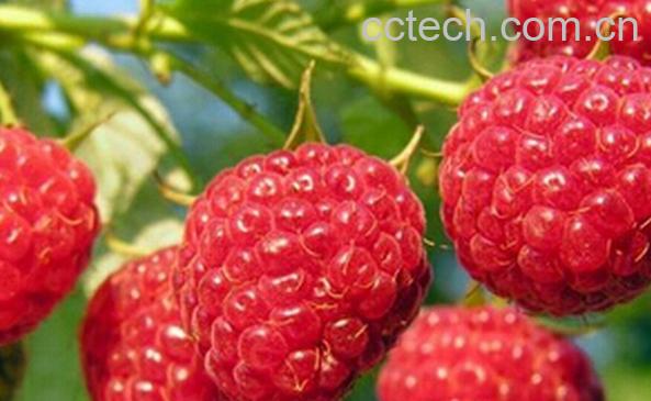 果蔬百科蛇莓有毒吗-0