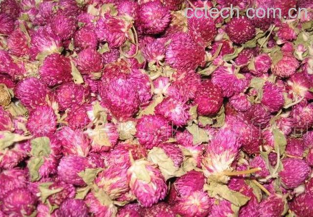 果蔬百科千日红花茶-0