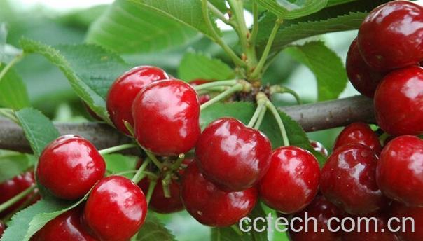 果蔬百科樱桃的食用禁忌-0