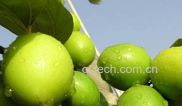 果蔬百科青枣的营养价值与功效-0