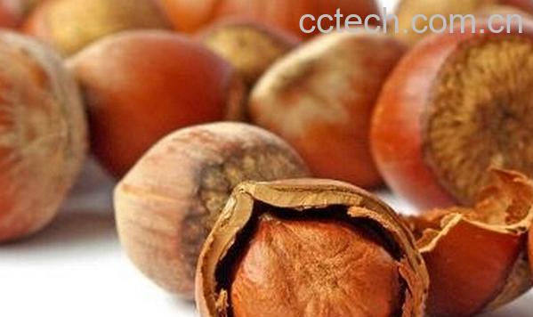 果蔬百科榛子的营养价值与功效-0