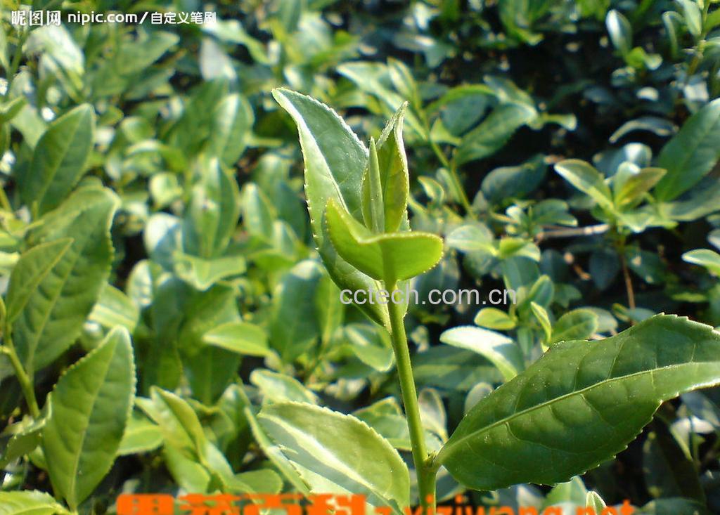 果蔬百科普洱茶-0