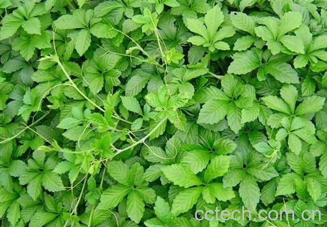 果蔬百科茶的作用-0