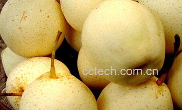 果蔬百科冰糖炖雪梨怎么做-0