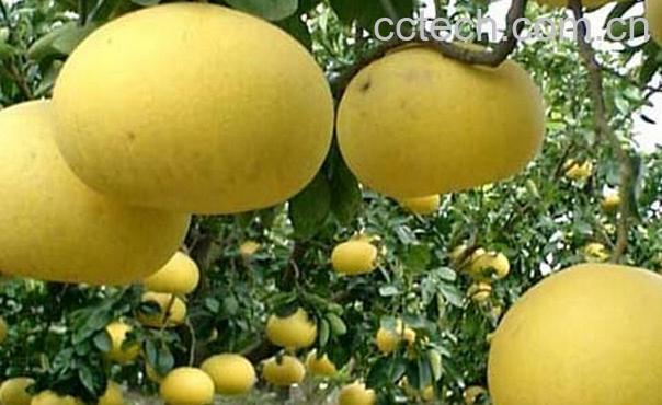 果蔬百科文旦柚-0