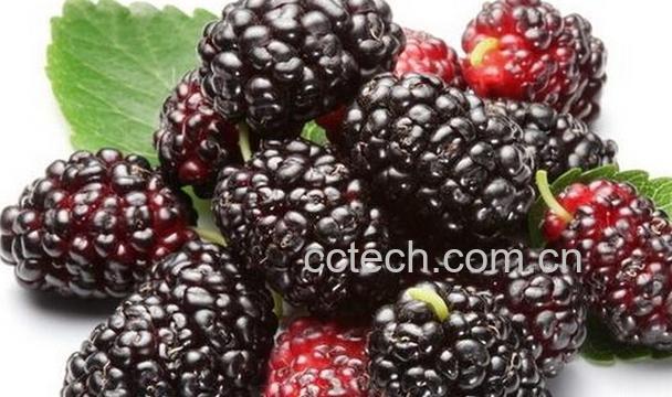 果蔬百科桑葚怎么吃好-0