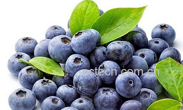 果蔬百科蓝莓的营养价值与功效-0