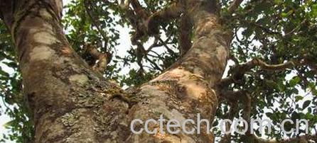 果蔬百科冰岛茶-0