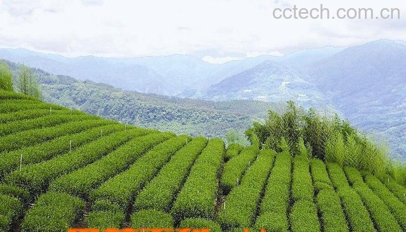 果蔬百科阿里山高山茶-0
