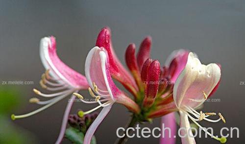 果蔬百科金银花的作用与功效-0