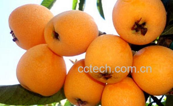 果蔬百科孕妇能吃枇杷吗-0