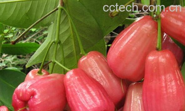 果蔬百科莲雾的常见吃法-0