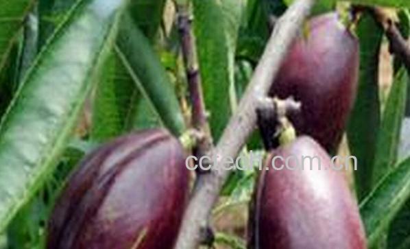 果蔬百科黑桃的功效与作用-0