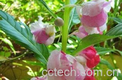 果蔬百科花草茶功效-0