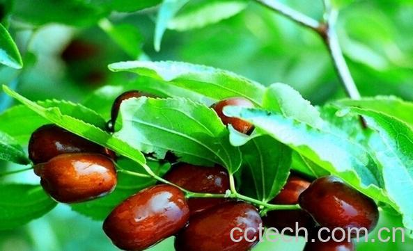 果蔬百科枣的功效与作用-0