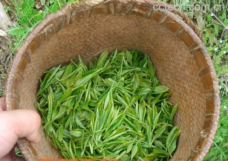 果蔬百科信阳毛尖功效-0