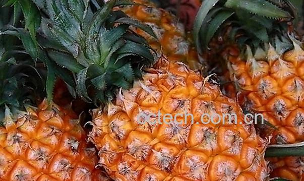 果蔬百科吃菠萝的坏处-0