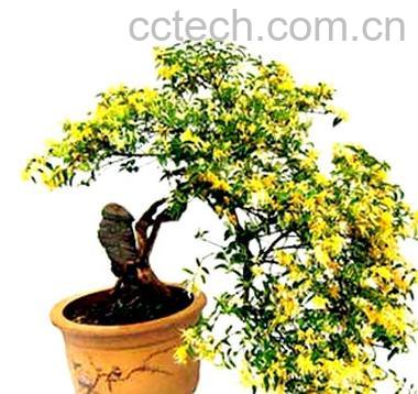 果蔬百科金银花茶的制作-0