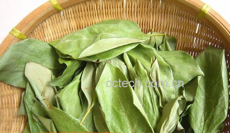 果蔬百科柿子叶祛斑怎么用-0