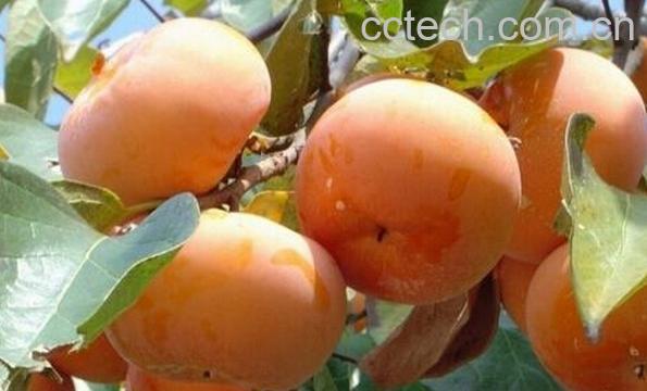 果蔬百科硬柿子怎么保存-0