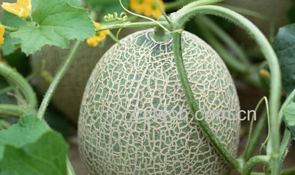 果蔬百科哈蜜瓜的功效与作用-0