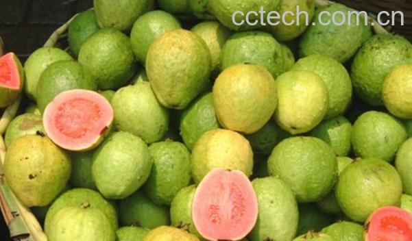 果蔬百科芭乐的营养价值与功效-0