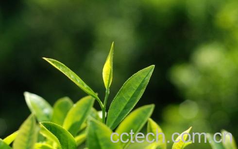 果蔬百科水仙茶-0