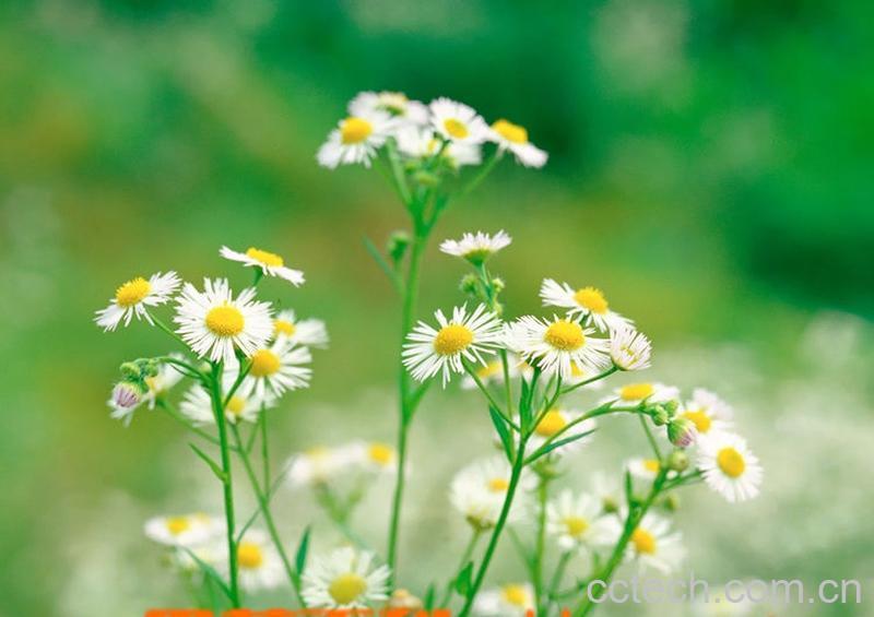 果蔬百科洋甘菊的产地-0