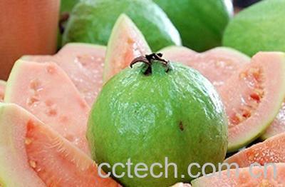 果蔬百科吃番石榴上火吗 吃番石榴的好处-0