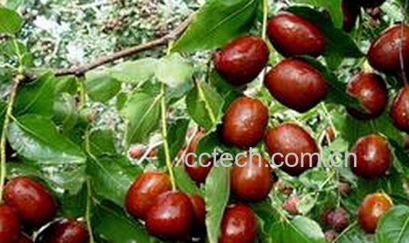 果蔬百科痛经吃什么水果好-0