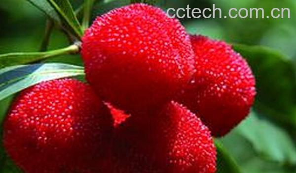 果蔬百科杨梅怎么洗 -0