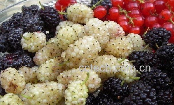 果蔬百科吃桑椹的禁忌-0