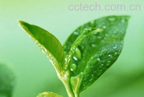 果蔬百科碧螺春茶叶-0