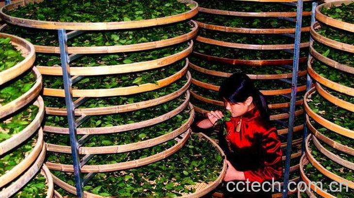 果蔬百科铁观音介绍-0