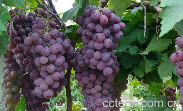 果蔬百科葡萄怎么才能洗干净-0