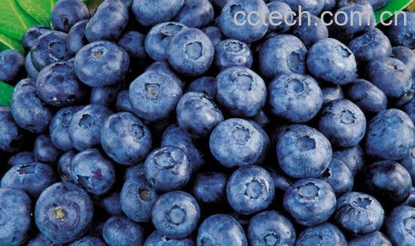 果蔬百科蓝莓的营养价值与功效-0