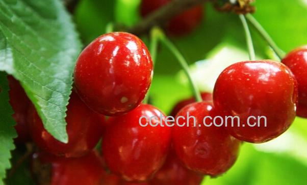 果蔬百科樱桃的营养价值与功效-0