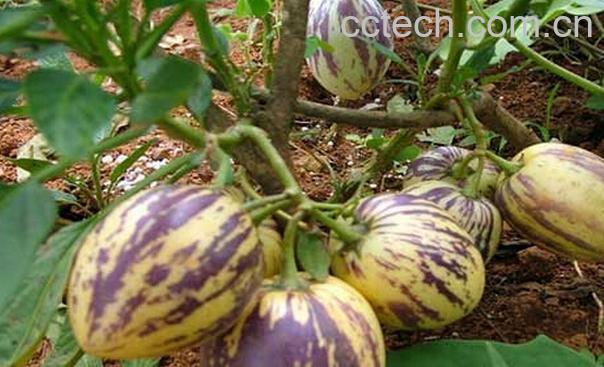 果蔬百科青海人参果的功效与作用-0