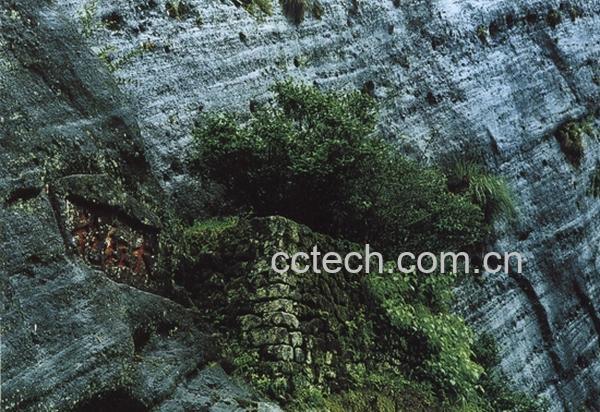 果蔬百科大红袍母树-0