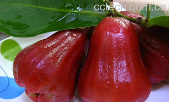 果蔬百科莲雾的功效与作用-0