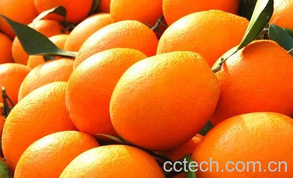 果蔬百科脐橙的营养价值与功效-0