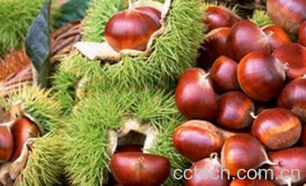 果蔬百科栗子不能和什么一起吃-0