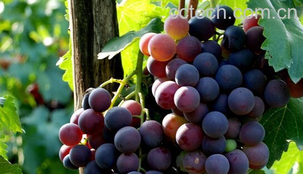 果蔬百科女性月经期间能吃葡萄吗-0