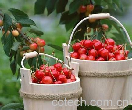 果蔬百科吃樱桃对孕妇的好处-0