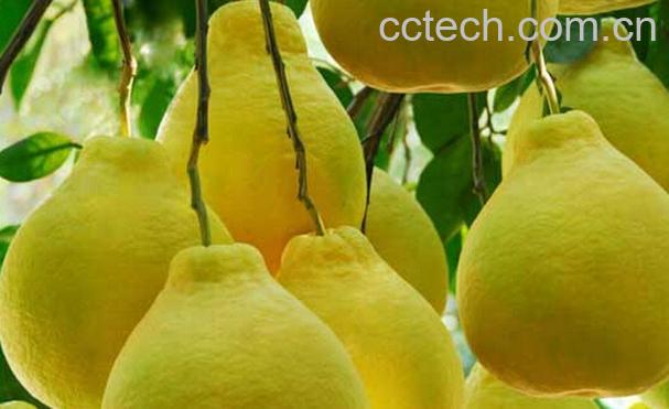 果蔬百科低糖水果有哪些-0