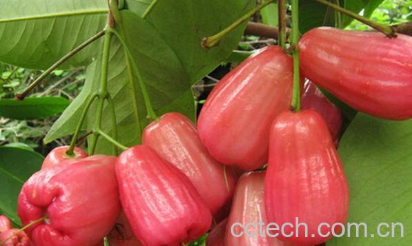 果蔬百科莲雾的吃法有哪些-0