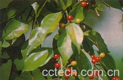 果蔬百科茴香茶的功效与作用-0