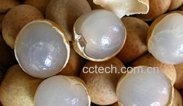 果蔬百科桂圆的功效及作用-0